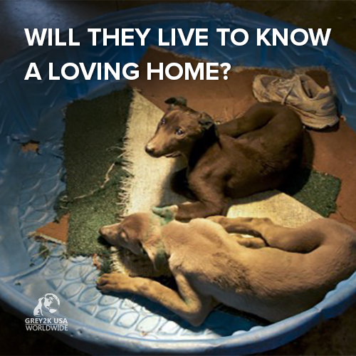 GREY2KUSA's tweet photo. Sign up to learn how you can help us fight #dogracing cruelty: https://t.co/tOnyoSm4jA #NoLifeForADog https://t.co/rmxx1YsWbd