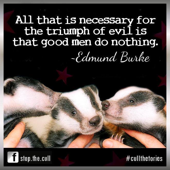 AmeleaTeckel's tweet photo. We need a National Action Day to stop the Tory/NFU #badgercull massacre!
In the meantime there's https://t.co/SXR8y6fH3g  Help #stopthecull https://t.co/MNmh8qliSE