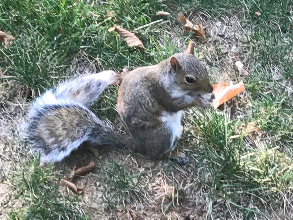 squirrel_tweet's tweet photo. Jetzt war ich in New York, NY Central Park https://t.co/OpkrzioUJq