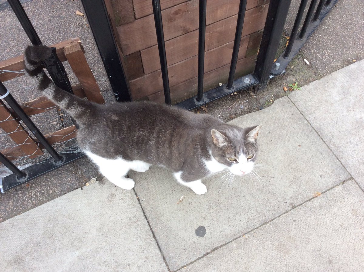 pebblybits's tweet photo. @thecatreviewer Misty. 10/10 for being a cat +2 for cute meows & purrs +3 for friendliness & following me 15/10 #excellentcat #meowmonday https://t.co/gDyh1w0Qc1