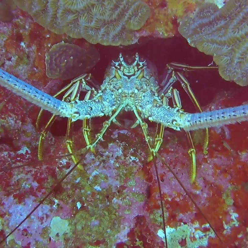 Lobster Hotel 🏢
.
.
#lobster #underthesea #marinelife #addictedtotheocean #coralreefs #coral #letsgodiving #liveto… ift.tt/2wW6qGJ