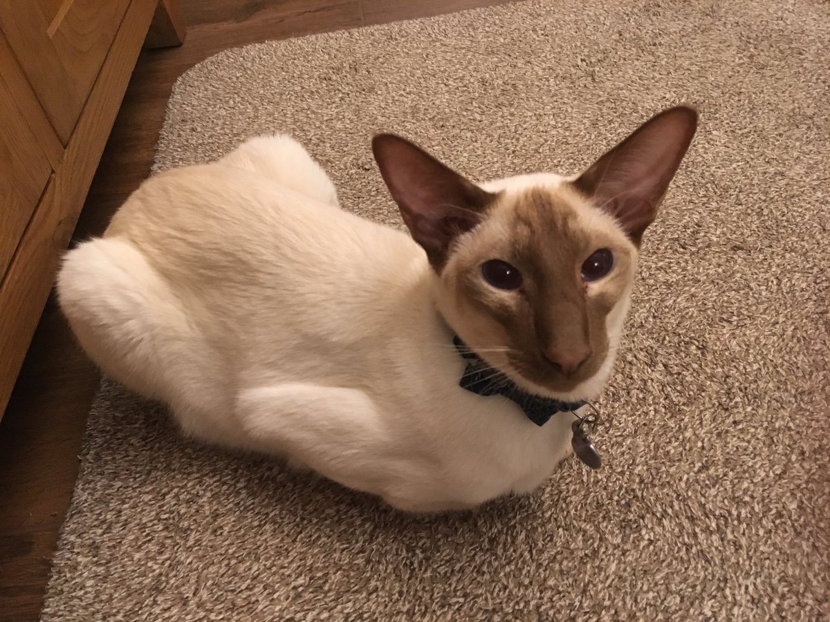 Diablo_Siamese's tweet photo. #Diablos version of a #kittyloaf #timeforbed #sleeptight #staysafe #hansomedevil #catsoftwitter #Purrs4Florida #meezermagic https://t.co/Arv5vIrOzr