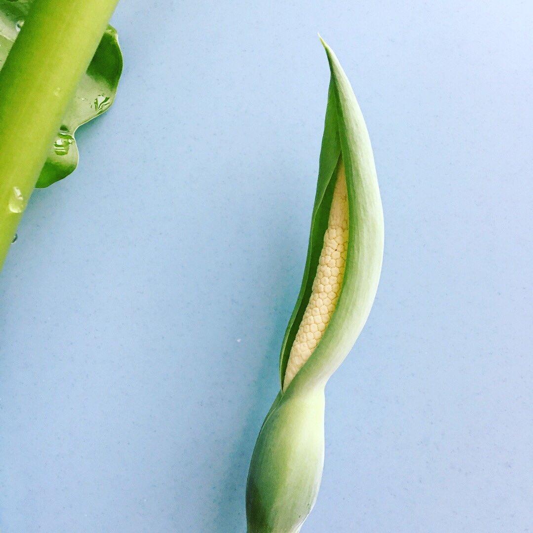 おおでゆかこ 絵本作家 イラストレーター A Twitter もう少しすると腐りかけのバナナの香りになってくるらしいwwあ また大丈夫な日連絡するね 水芭蕉みたいな花よね