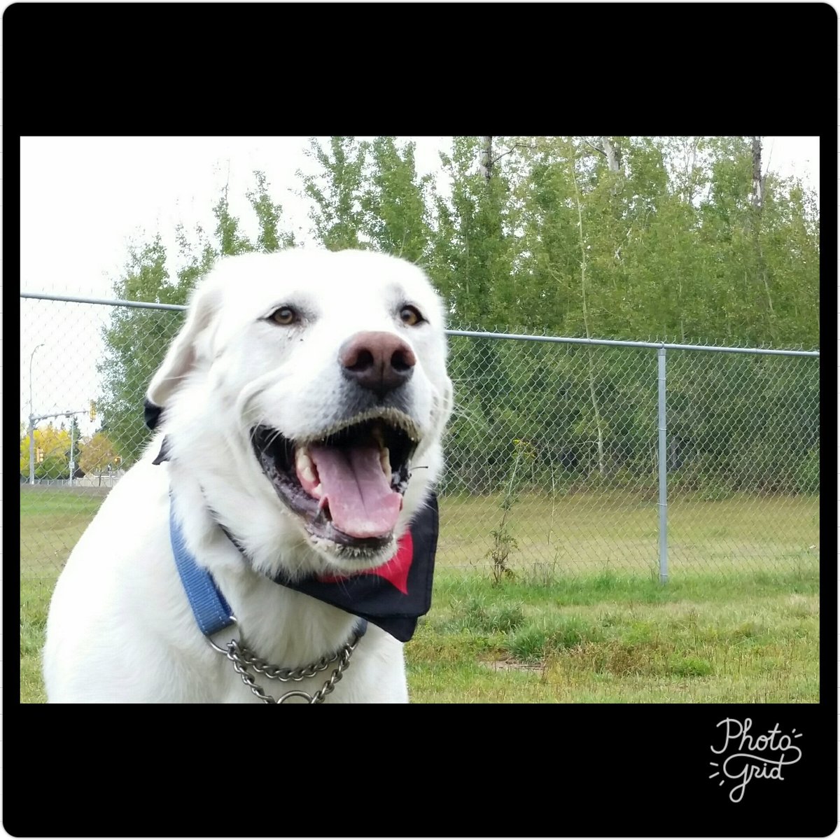 mst_toumynvg's tweet photo. ใผใใ#ใทใญใฏใ ใงใYes! I am #PolarBear โบ
#ใขใใซ็ฌ #ใขใใซ #dogmodel #ใใใฐใขใใซ #็ฌใฎใใๆฎใใ #dogsmodel #ๅคฉๆๅฟๆใฉใใถใคๅ #whitedog #modelwanted #ใฏใณใณใขใใซ #็ฌใใซ้จ #็ฌใฎใใๆฎใใ https://t.co/HiNgFcvnto