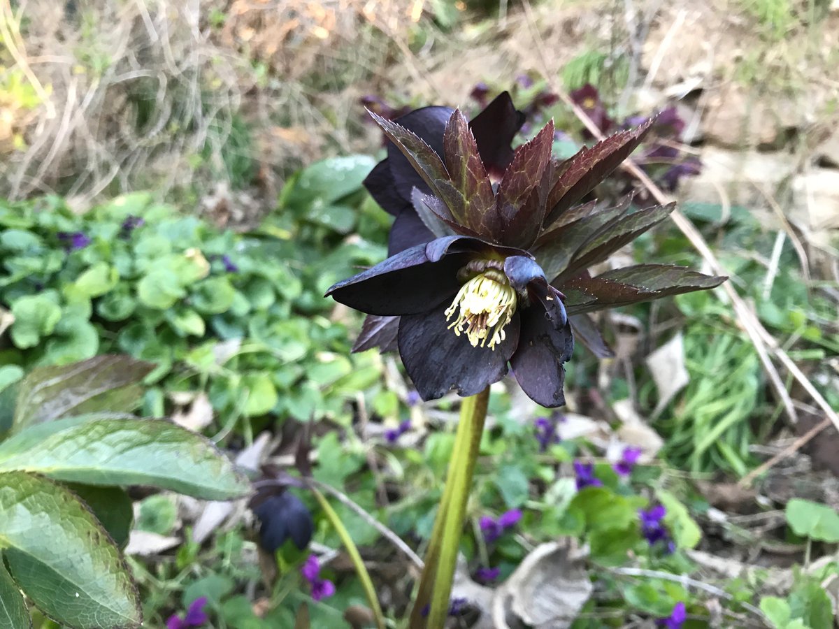 GardenRealm's tweet photo. This is the first time this #hellebore has flowered and I love the colour #garden #ShadePlant https://t.co/nDMCHQOuGZ