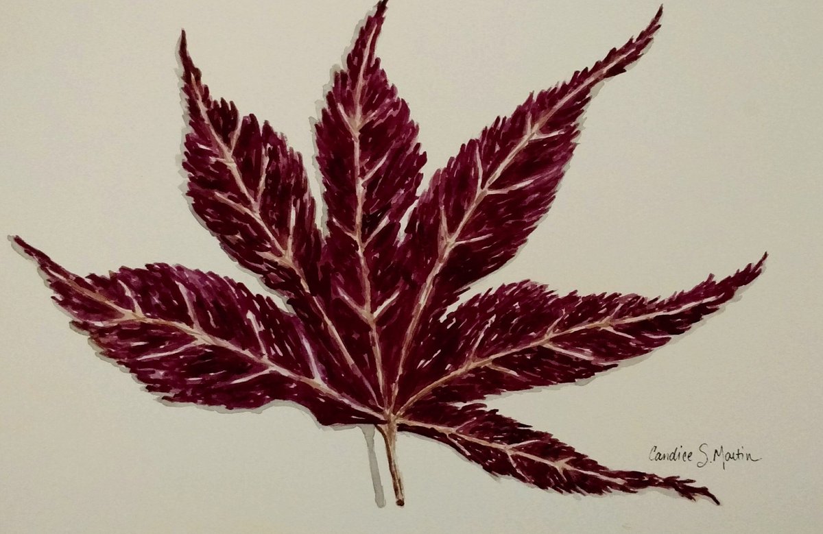 StoneMarStudio's tweet photo. "Japanese Maple", the second painting in my leaf series, is finished! #leafseries #japanesemaple #watercolor https://t.co/4mu2Xyz47V