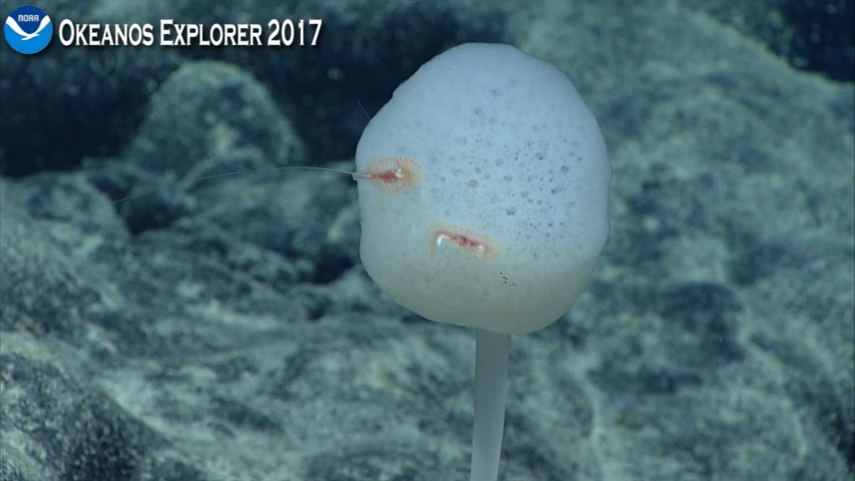 mccullermi's tweet photo. Caulophacus glass sponge with two benthic ctenophores (comb jellies). #Okeanos https://t.co/n2HgUPXUpt