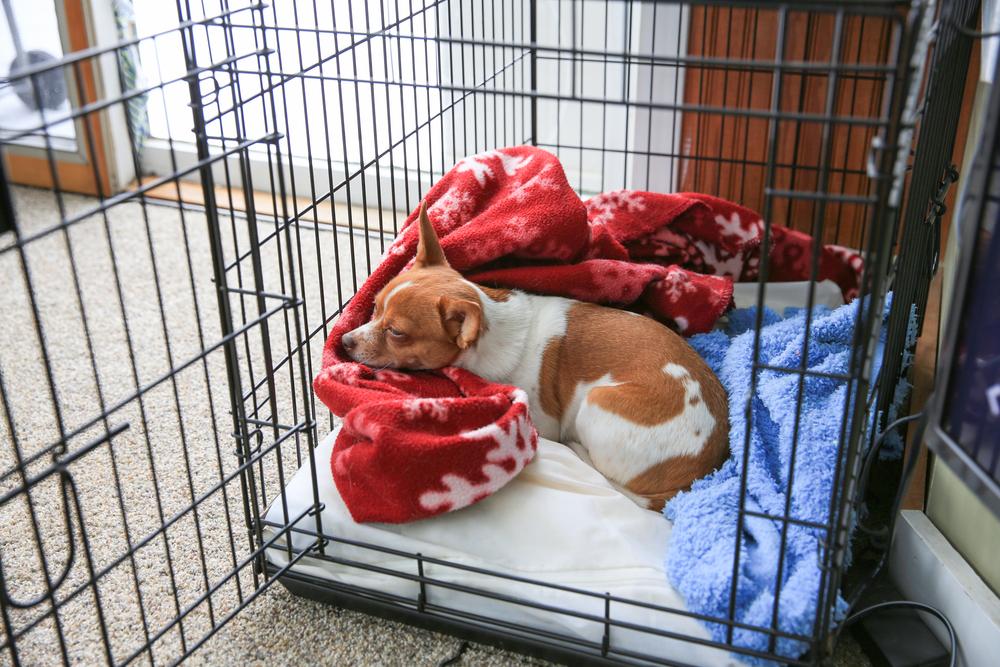 ridgewell_j's tweet photo. The Top 10 Tips For Relieving Your Dog's Stress https://t.co/PVLSSqm6CR https://t.co/B2t29gc4JJ