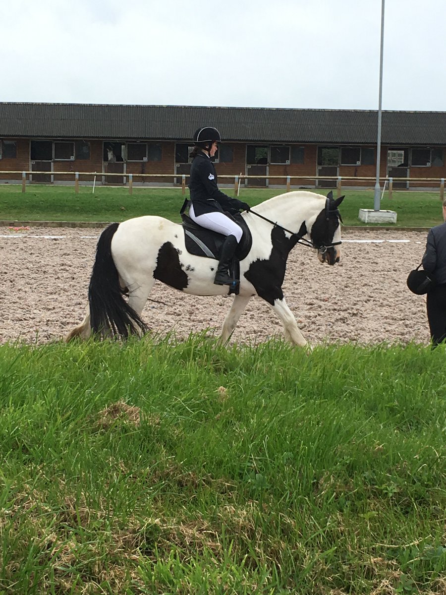 Talullah_Beth's tweet photo. Field days, beach days,dressage days #summerfun #furbabies ❤️❤️ https://t.co/hATqRndQ1Q