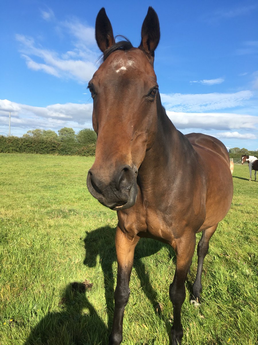 Talullah_Beth's tweet photo. Field days, beach days,dressage days #summerfun #furbabies ❤️❤️ https://t.co/hATqRndQ1Q