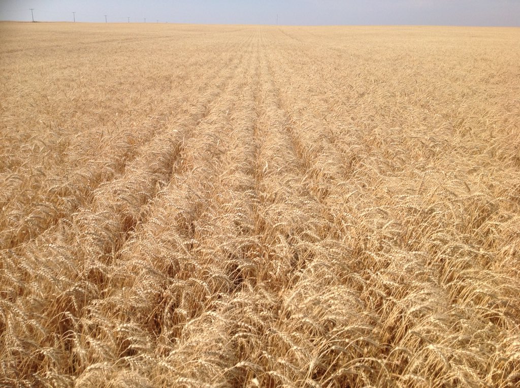 <a href="/Western_Ag/">Western Ag</a> September 11 update. Partial harvest already. Will be finished tonight. Cut N to 0 on this field to recover carryover N. Yld unbelievable!