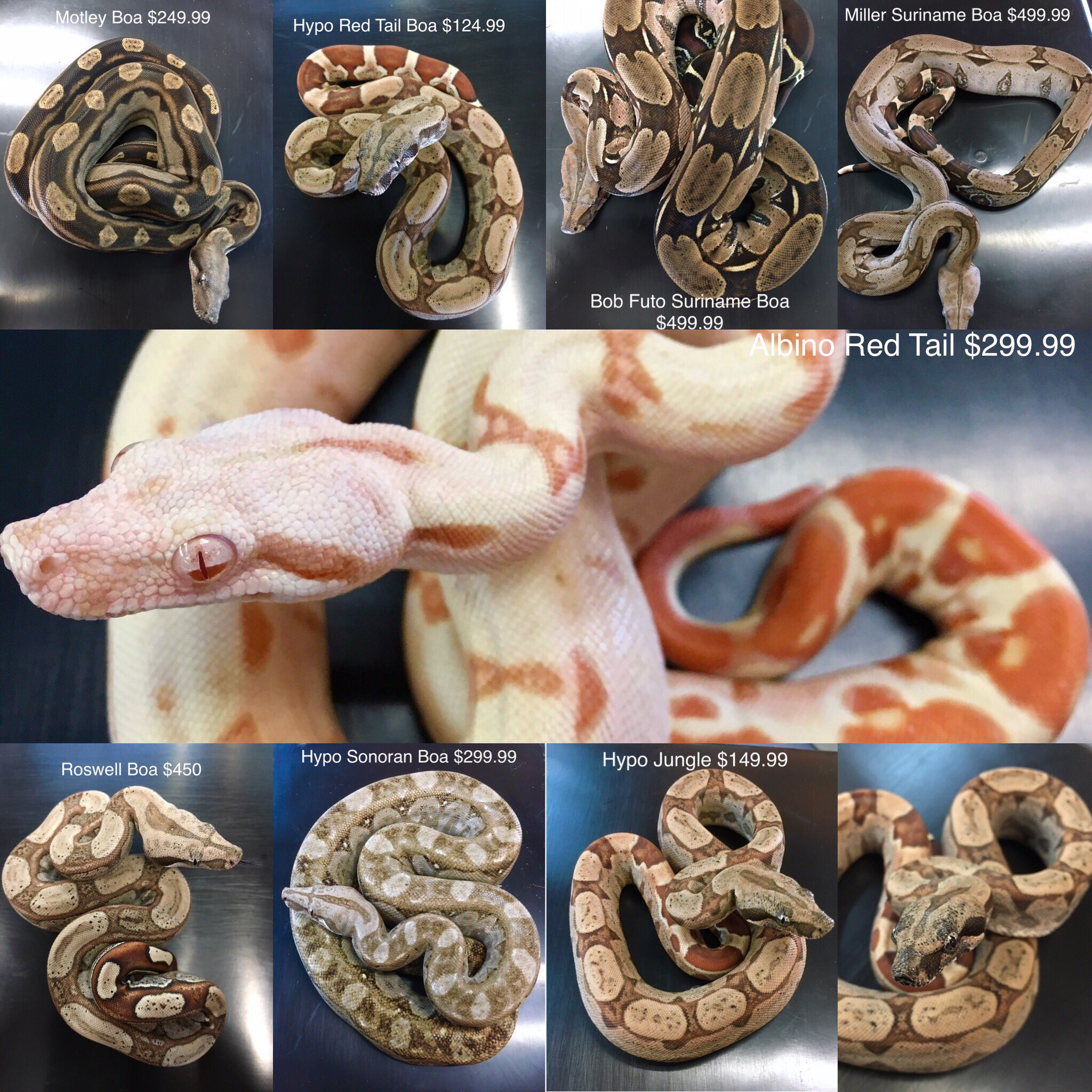 Predators reptile cheap store