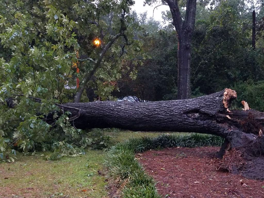 huntmayes's tweet photo. From Camden, SC...Blessed the tree fell this way and not on our house. @wis10 #Irma https://t.co/SsguLELpCW