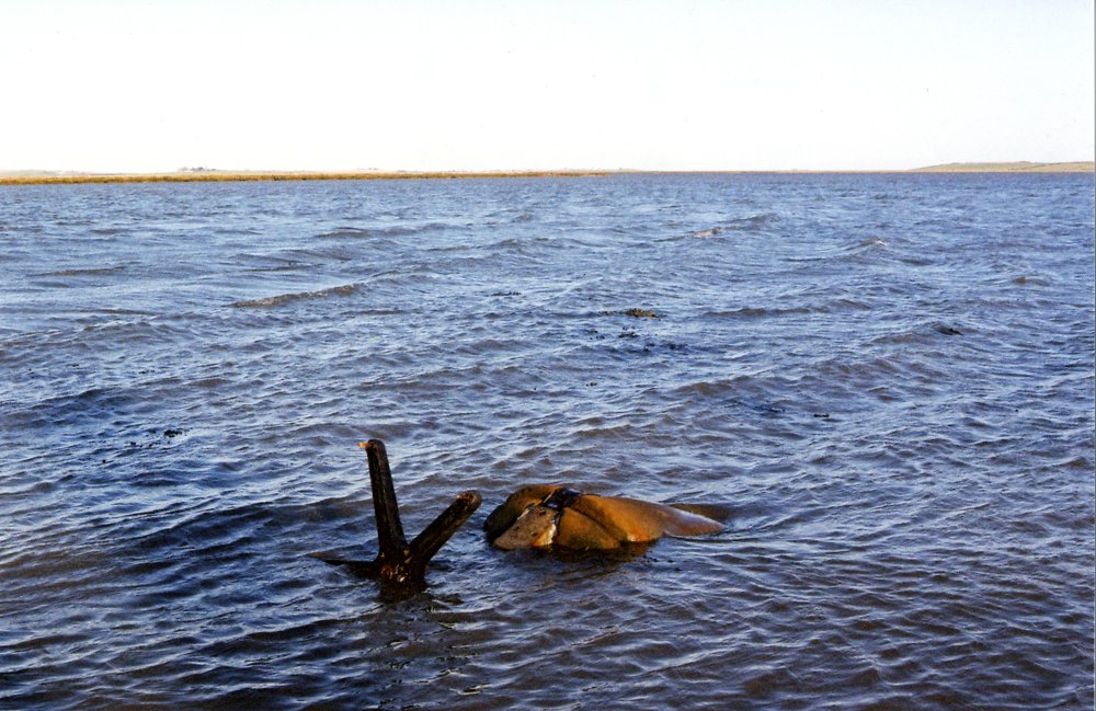 ButtonheadMusic's tweet image. Thanks to @sampha for including our song 'Call Me Steve' in his recent @bbc6music / @tom_ravenscroft guest mix tinyurl.com/ych6642w