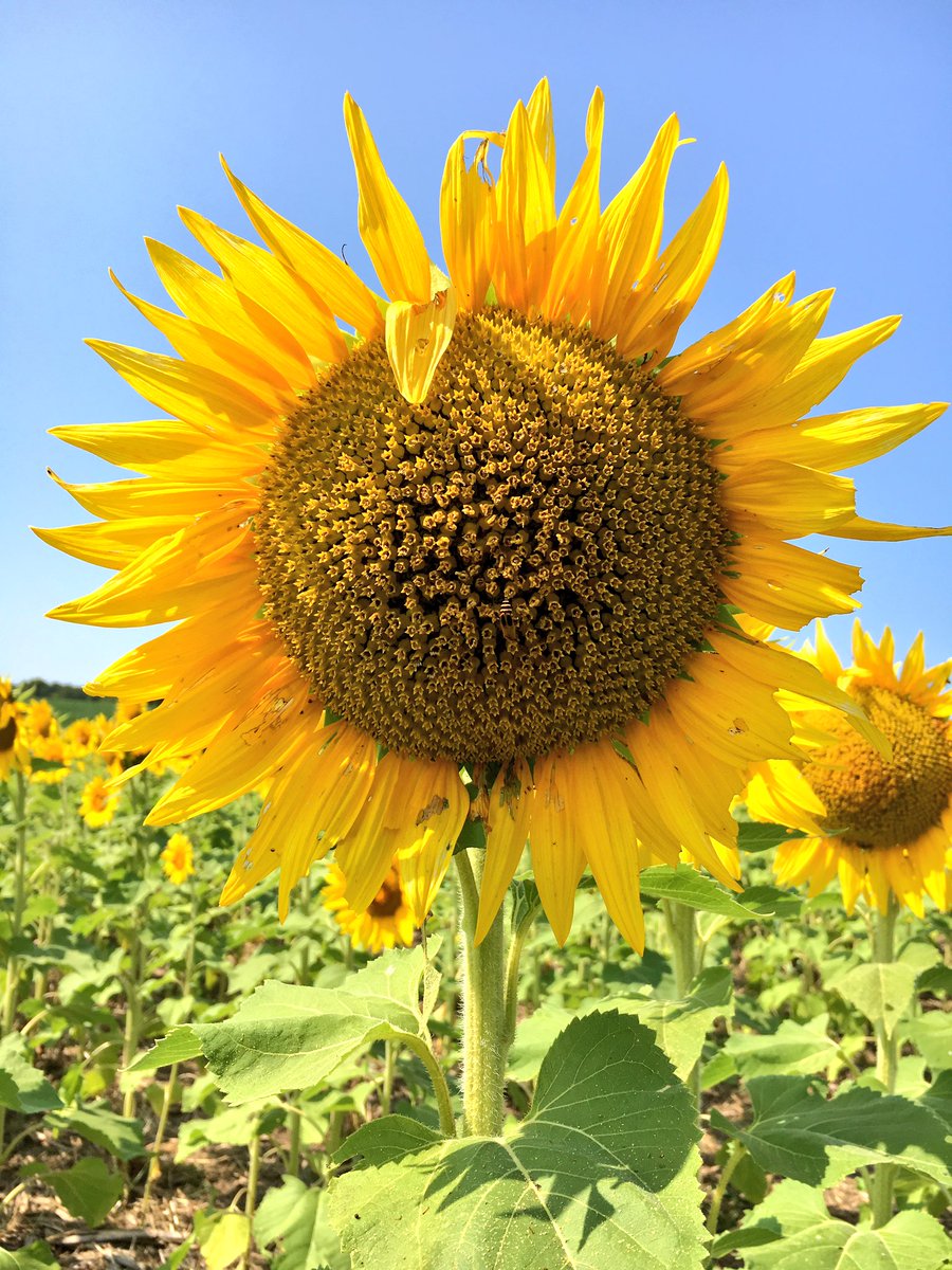 fadeza13's tweet photo. #sunflowers 🌼🌼🌼🌼🌼#GrinterFarm #Kansas https://t.co/teV3MxpLmM
