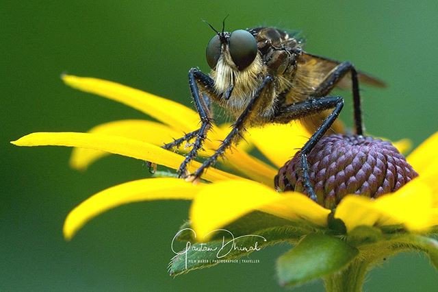 padeid's tweet photo. Reposting @gautamdhimal:
 A wild fly on a flower. #gautamdhimal #filmmaker #photographer #traveller #macro #macrophotography #nature https://t.co/0LoIJtkYCZ