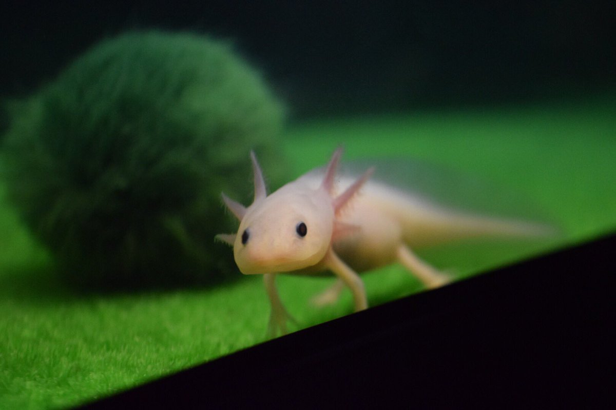 紅と書いて緑と読む人 Ar Twitter アップで撮ると大きく見えるけど 水槽写すとちっこい白玉 はやく大きくなれよ そして 水換えしても濁る なんだろ 床がやっぱだめなのかな ウーパールーパー ６０センチ水槽