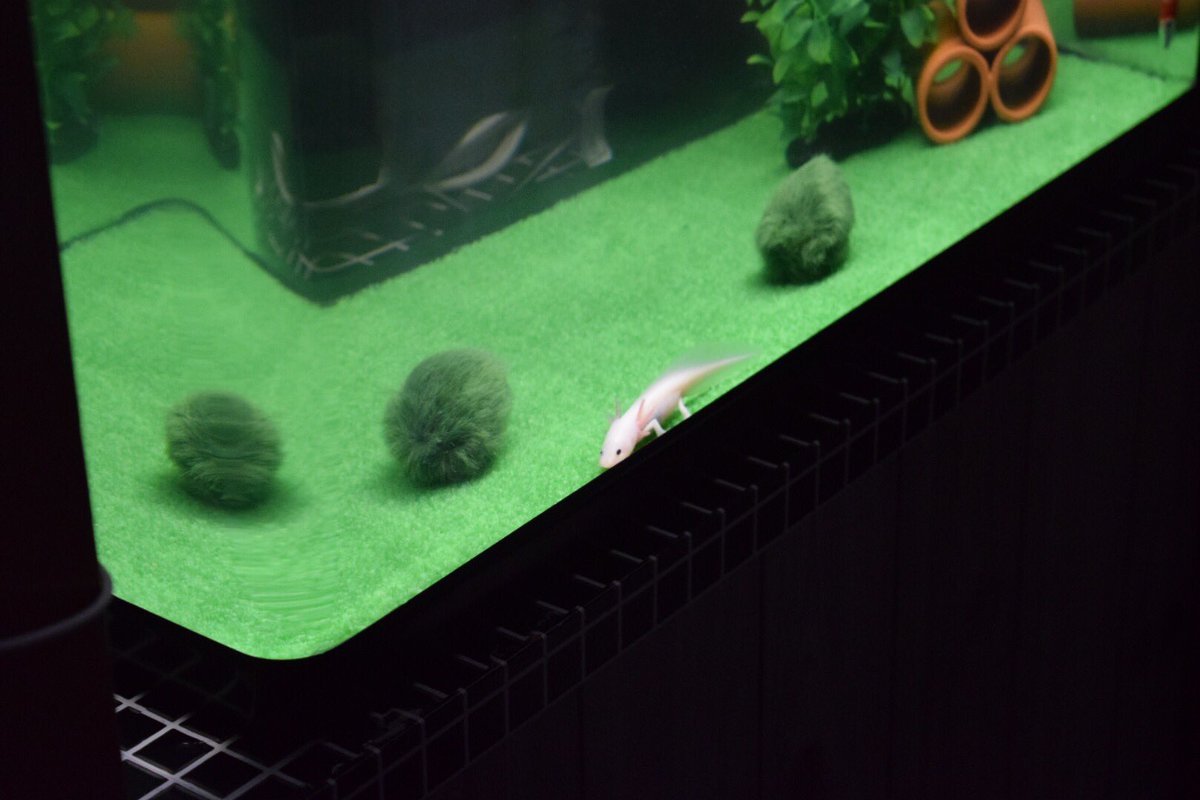 紅と書いて緑と読む人 Ar Twitter アップで撮ると大きく見えるけど 水槽写すとちっこい白玉 はやく大きくなれよ そして 水換えしても濁る なんだろ 床がやっぱだめなのかな ウーパールーパー ６０センチ水槽