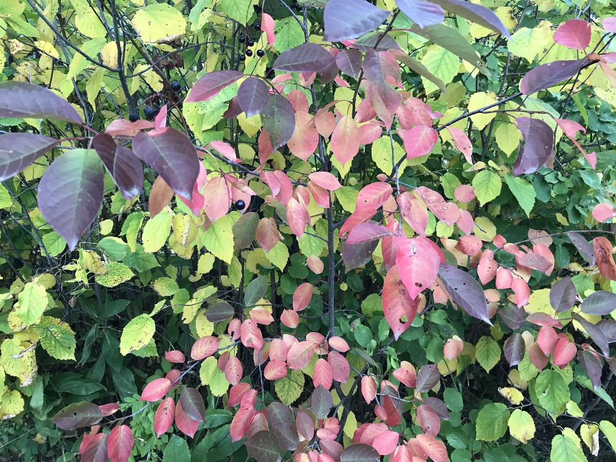 merissafb1's tweet photo. It's starting to feel like Fall! Love running this time of year! @SauconyCanada @FastTraxRunSki #fallcolors #Run150 https://t.co/XMaoVvfdZG