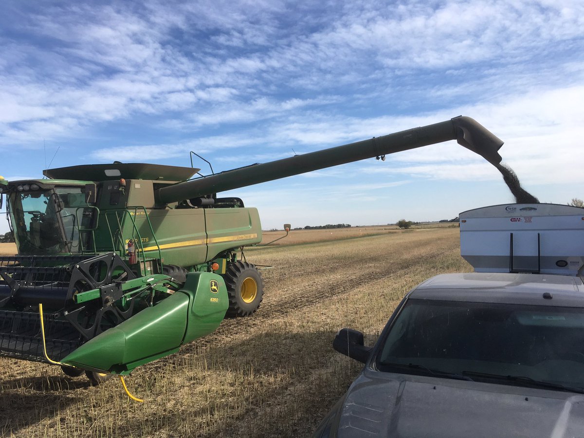 TindallCorbin's tweet photo. First #MDPlot harvested in my area! Yields were decent for only 2" of rain. Nice dark seed coat on 75-42CR. Results at Dekalb.ca soon. https://t.co/cDC3NIy8pR