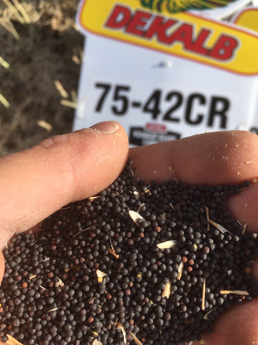 TindallCorbin's tweet photo. First #MDPlot harvested in my area! Yields were decent for only 2" of rain. Nice dark seed coat on 75-42CR. Results at Dekalb.ca soon. https://t.co/cDC3NIy8pR