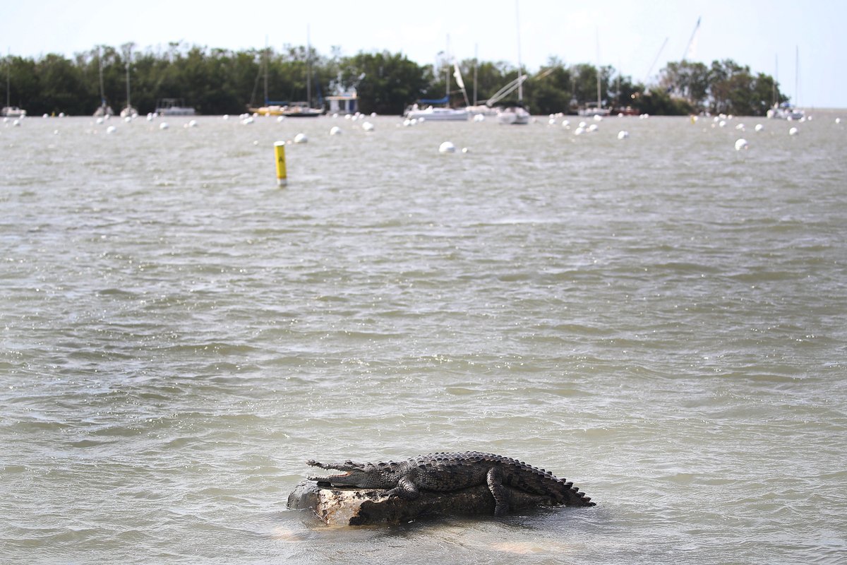 Earlier today, a displaced crocodile rests at the Dinner Key Marina in Miami's #CoconutGrove bit.ly/2eXxII2?utm_me… https://t.co/1U9ZlBkfr0