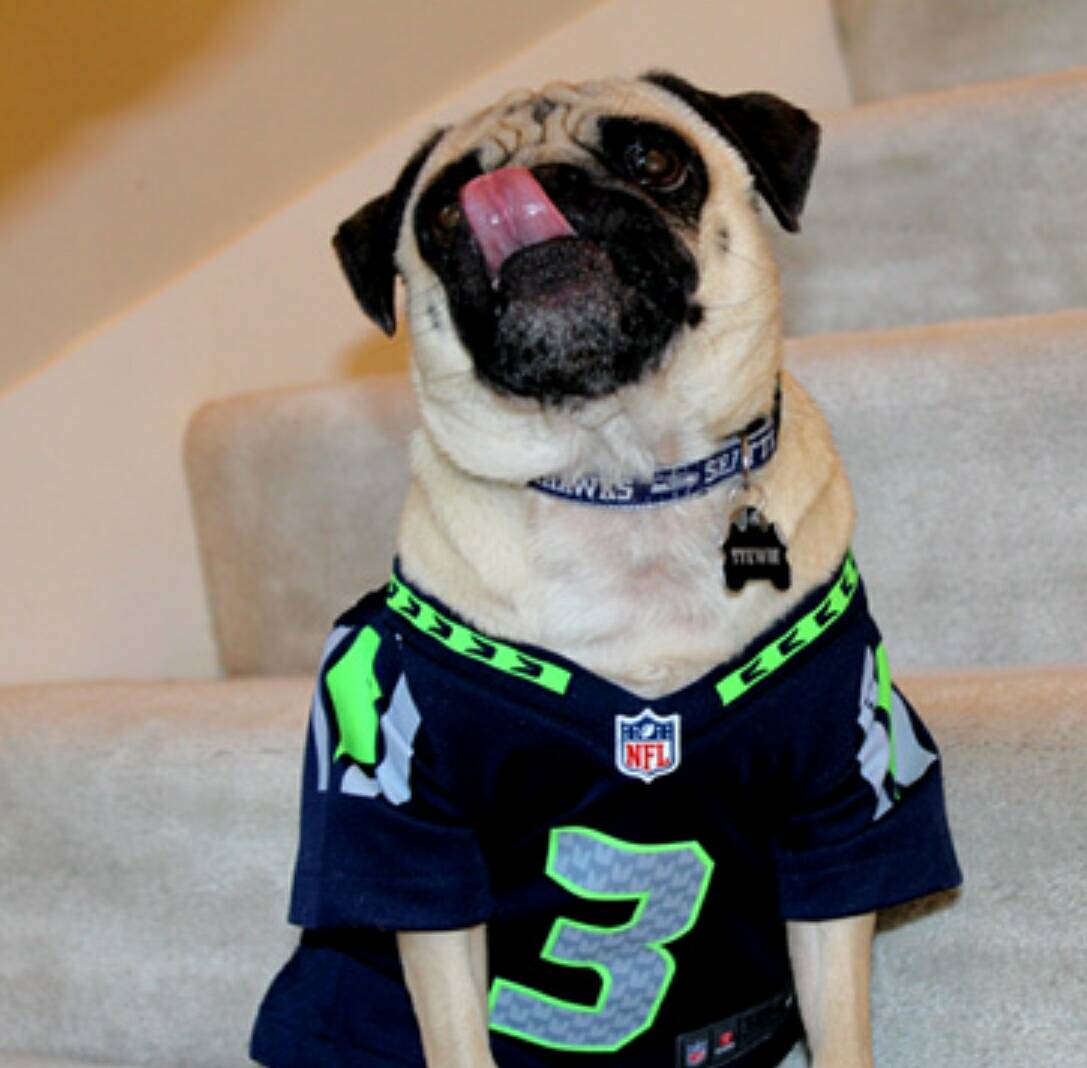 TasticFur's tweet photo. Team jerseys for ur furry fan only $25! Get them here furtasticbaskets@gmail.com! #seattle #seahawks #nfl #pets #dog #pugs #furtasticbaskets https://t.co/fvYf0lcN3r