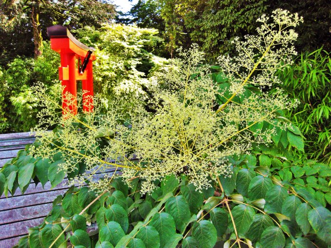 タラの木を植えてはいけない3つの理由 無数のトゲ 無限増殖 虫の大量発生