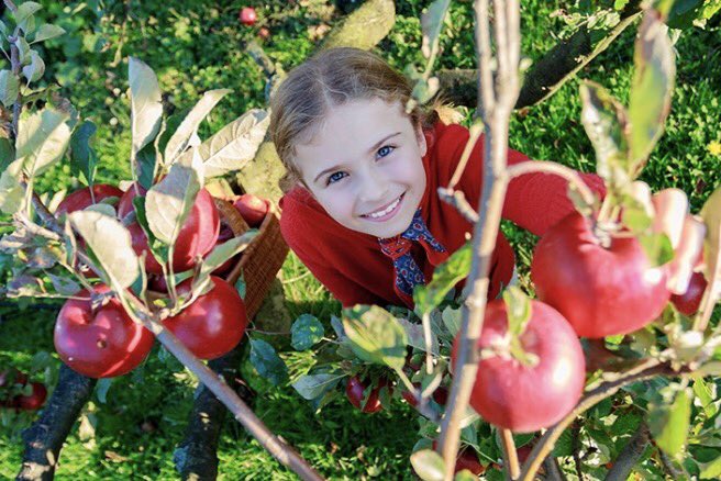kimmelorchard's tweet photo. It's AppleJack Weekend! Come experience U-Pick at its Best! https://t.co/DbpfaeIs1f https://t.co/8irKFHjQ56