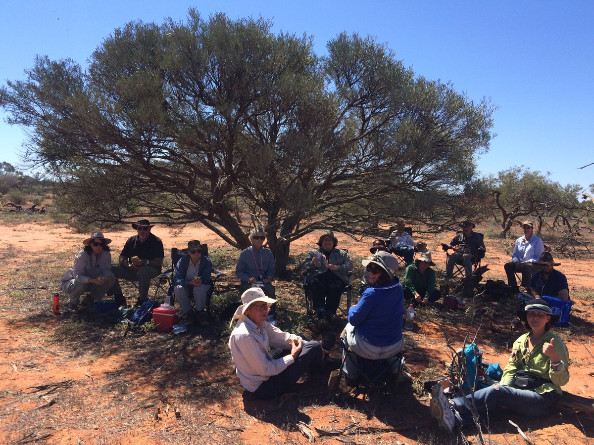 Lunch spot day three under the shade of a Snakewood tree at Hamelin Reserve #florablitz @WildflowerSocWA @BushHeritageAus