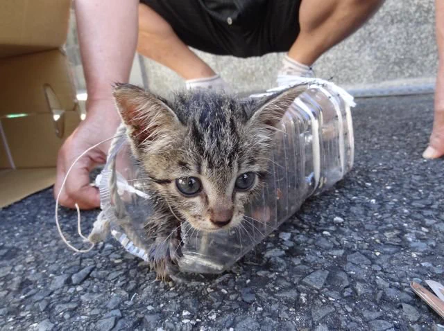 排水溝に落ちた子猫を救うのは困難？両親が子猫を助けるまでが壮絶！