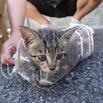 排水溝に落ちた子猫を救うのは困難？両親が子猫を助けるまでが壮絶!