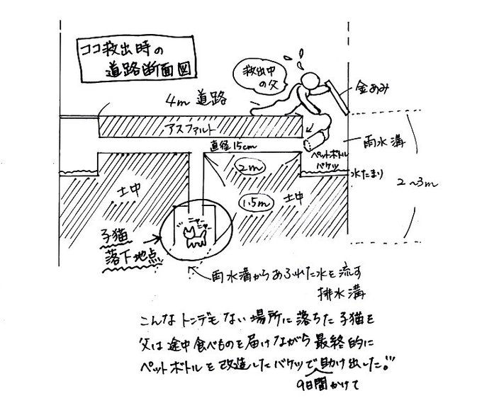 排水溝に落ちた子猫を9日間かけて救出した話が感動的 Togetter