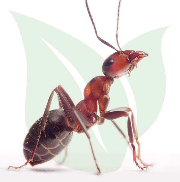 laruepest's tweet photo. DID YOU KNOW? An ant can lift 20 times its own body weight. That's like a 175 lb man lifting 4 tons! https://t.co/dx7wKwApFM