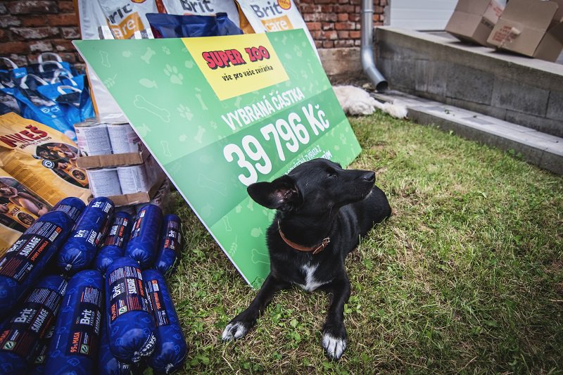 🎁Útulku Šance zvířatům jsme předali spousty dárků za necelých 40 tisíc z online sbírky na našem e-shopu 👉 superzoo.cz/clanky/diky-va…