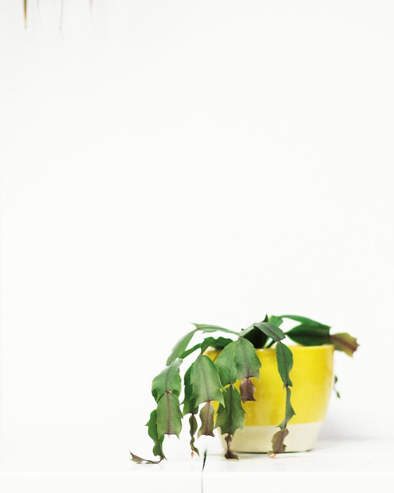 Das tolle Projekt German Business Plants von Frederik Busch zu Gast am MagFriday (15.9.) bei uns – mehr Infos hier: facebook.com/events/1911523…