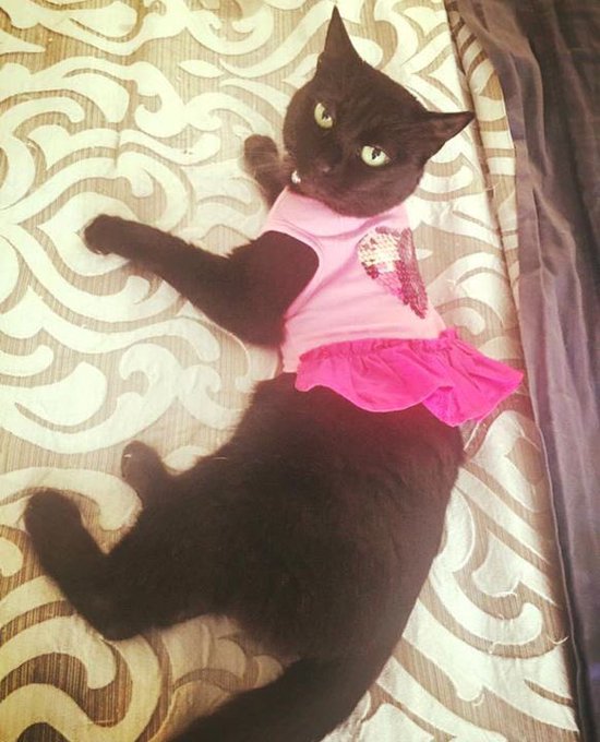 1 pic. because mommy loves her ninjakitty 💖💖💖 tank yewww @printyourpet 😻☀️🌍💜😻☀️🌍💜😋 https://t.co/xOSP