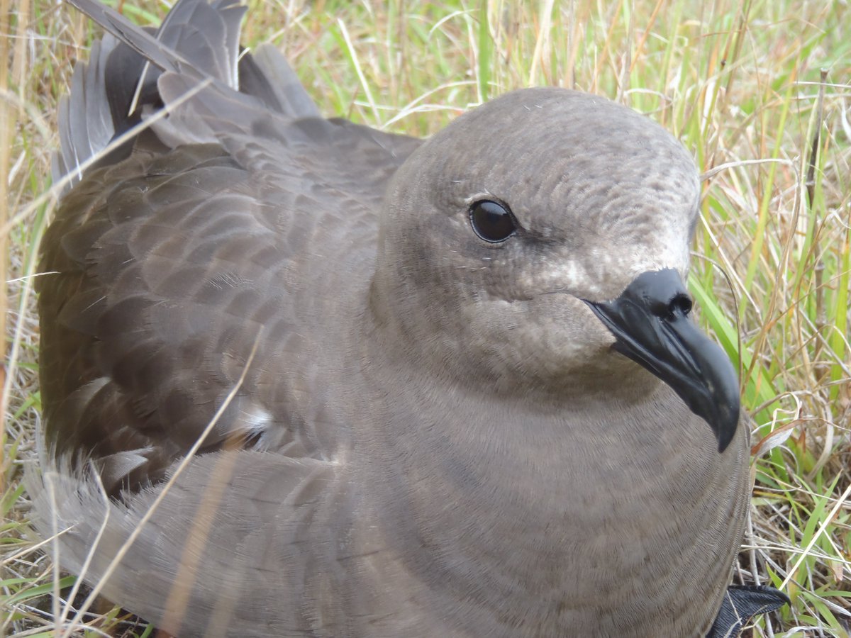 This afternoon the LHI Board agreed to the eradication of rodents from the island in June 2018. A win for all creatures great and small!