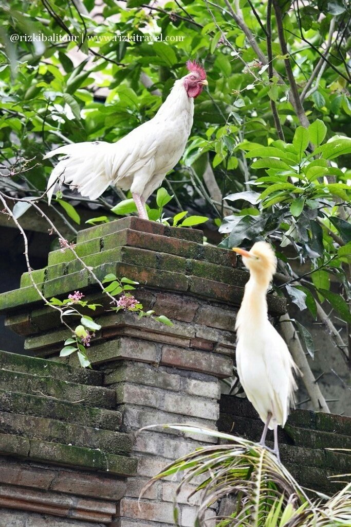 JackItem's tweet photo. Bangau : Bang, walau kita beda tapi kita tetap berkawan kan Bang?...

Ayam : jelas dunk dik! #bedaboleasaltidakmembeda2kan 

#celotehsiang https://t.co/HYw71gW78k