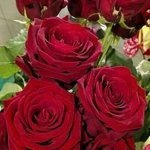 #صورة_ملف_شخصي_جديدة
