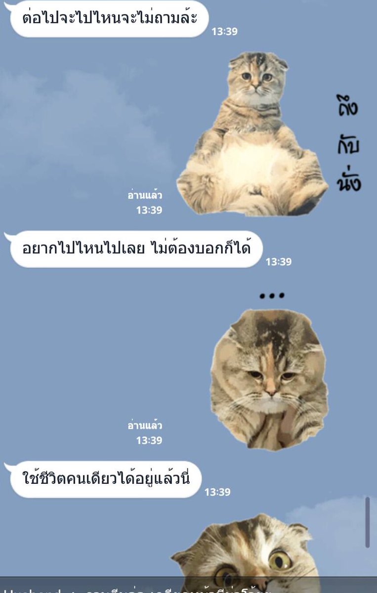 โบนัสเป็นแม่แมว tweet media