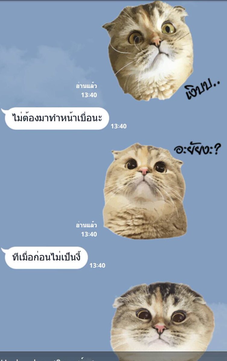 โบนัสเป็นแม่แมว tweet media