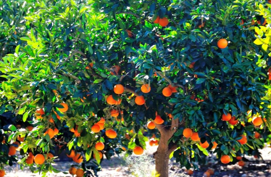 Fact an Orange tree takes 5 years to bear fruit #MSP #move #orangetree #5  #Fact #orange #fruit #property #joy #home #happy #tree