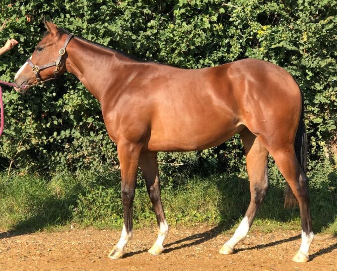 oconnorstud's tweet image. Lot 115, Zebedee x Fortune Hunter filly, consigned by @NatStudStallion @tattsascot Yearling Sale, Ascot, stabled Row B Box 13. Starts 11:30.