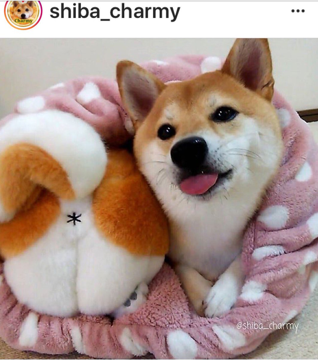 RGSInu's tweet image. @myleftfang Good morning Ollie! #Wotnot
#AmIAGoodBoy