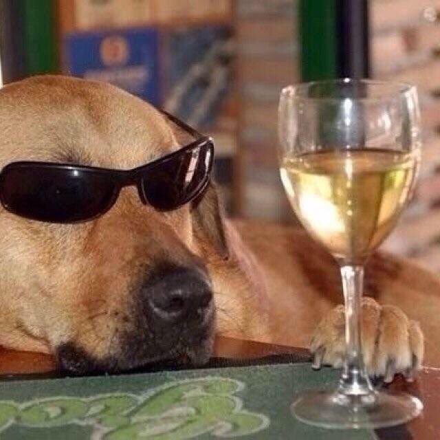 winewankers's tweet photo. Caption contest: 
Add your entry below and then like your favourite. Winner revealed in 24 hours. https://t.co/G22DPIuK7c