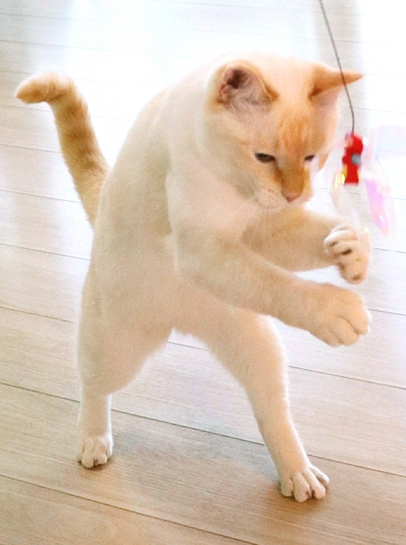 忍者猫チャコたん すず香 ボクサーチャコたん あしたのために その１ 脇をしめて打つべし 保護猫 猫 ネコ 猫好きさんと繋がりたい 笹かま猫 ボクシング猫 猫パンチ ボクサー猫 アニマルエイド出身 あしたのジョー Cat Boxingcat