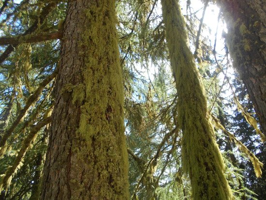 Alla scoperta di un legno pregiato: il larice zoldano!
bit.ly/2xtDedh