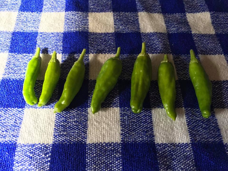 1000hometown's tweet image. 911とは？
９は神聖で
１と１と１は足すと　僕たち皆に
痛みに祈りを
静けさに行進を
今も残りの世界中が
非常事態の声を上げる中