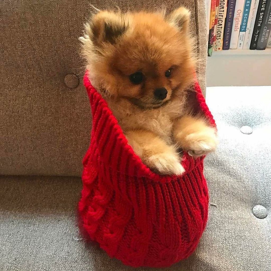 EvaDogcom's tweet image. When you are cold look at it ➡️📷 @perry.the.pom #pomeranian #pom #cute